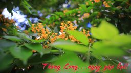Thăng Long … ngày gặp lại!