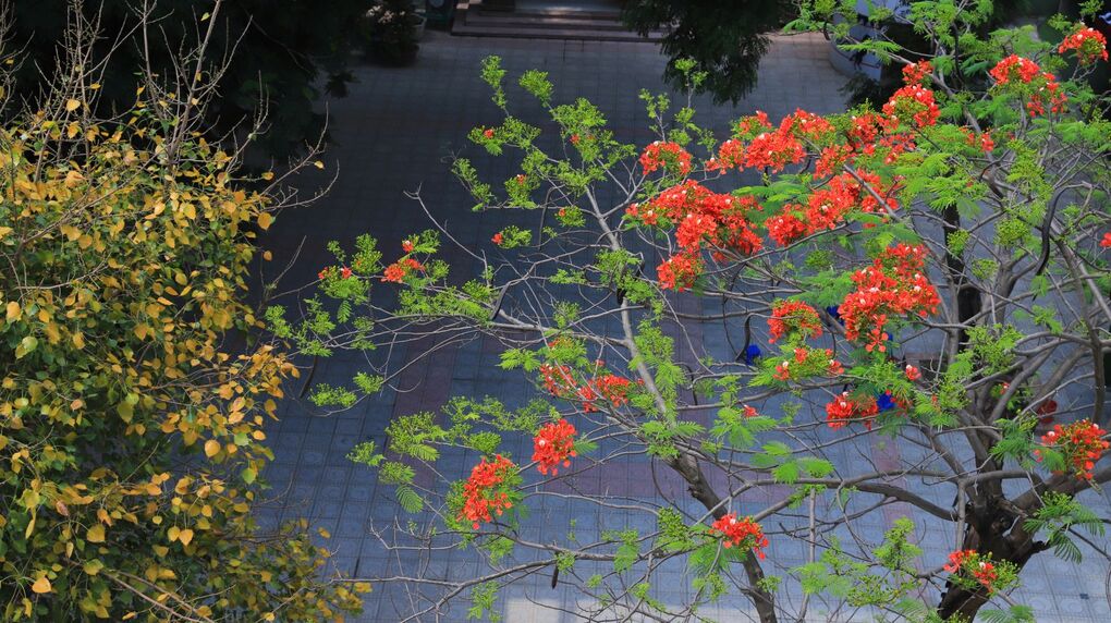 Rạo rực tháng năm-Hoa phượng