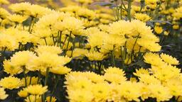 “Người hùng” – niềm tự hào của Thăng Long