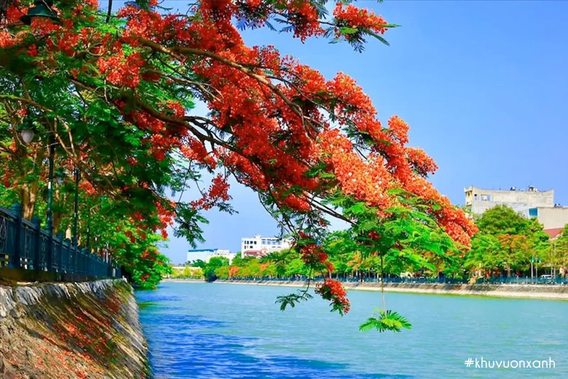 Hải Phòng quê hương tôi