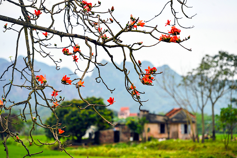 Tháng 3 – mùa hoa gạo