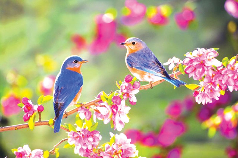 “Thấy mùa xuân” – Cuốn tiểu thuyết nằm lòng của tôi