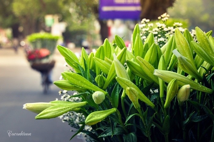 Hoa loa kèn tháng 4