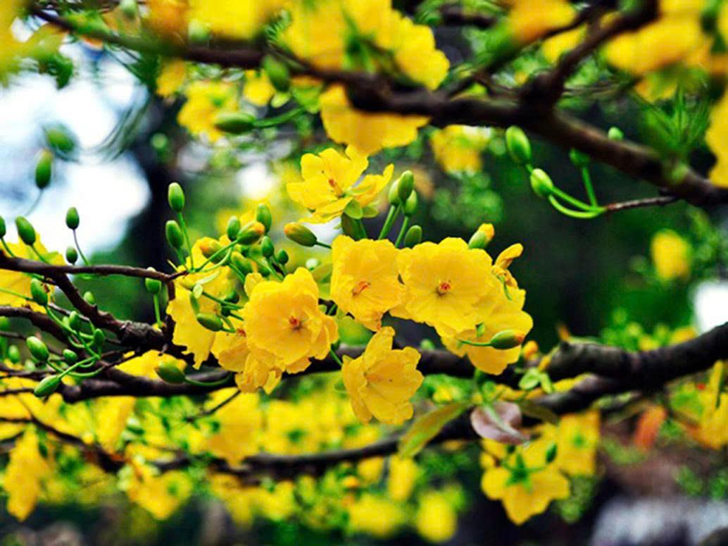 Tết tây- Tết ta!