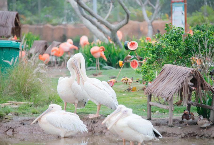 Muôn loài thú đa dạng tại VinWonders Vũ Yên