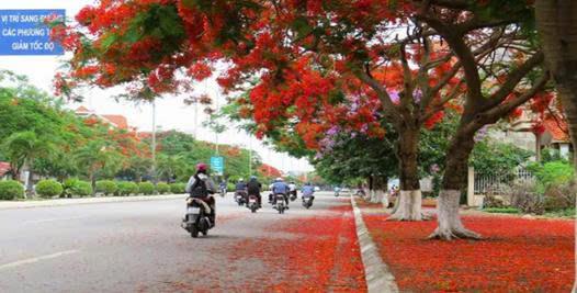 Hải Phòng thành phố hoa phượng đỏ