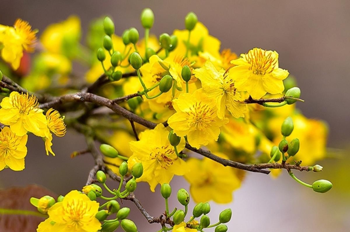 Nắng xuân rộn ràng