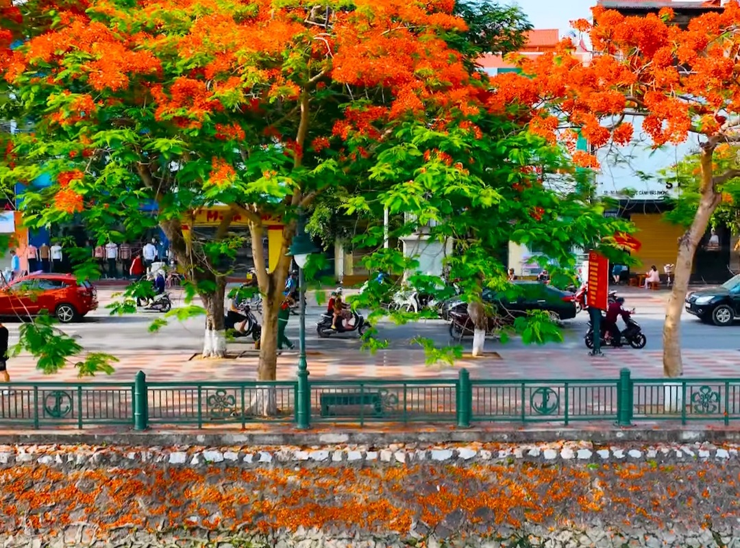 Thành phố Hoa phượng đỏ”