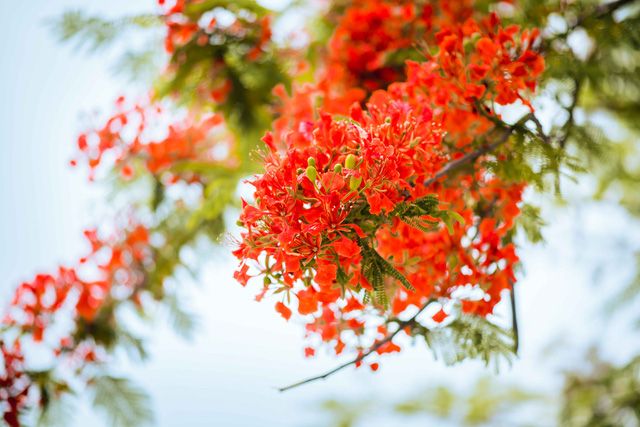 Tả cây phượng trong sân trường em lớp 5 | Văn học vui