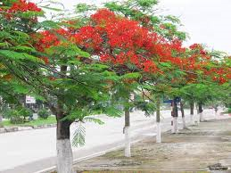 Quê tôi